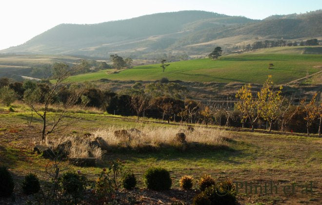 Olive Oil Harvest and Oil in Tasmania