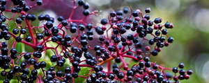 Elderberries - Nature's Superfood
