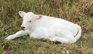 Spring on the Farm