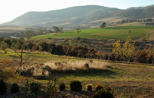 Olive Oil Harvest and Oil in Tasmania