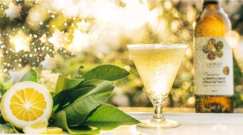 Elderflower Concentrate